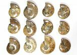 Lot: - Polished Whole Ammonite Fossils - Pieces #116722-2
